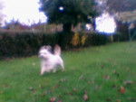 Bengy running - Mâle (8 mois)
