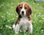 beagle - Femelle (1 mois)