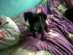 my old dog pixie - Femelle (1 mois)