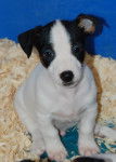 jack - Mâle (2 mois)