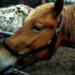 Sonny - Mâle (3 ans)