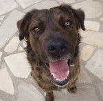 Birdy - Mâle (4 ans)