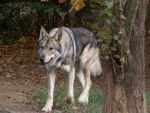 Sylvia chien-loup de saarloos - (2 ans)