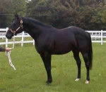 shadow - Mâle (1 an)