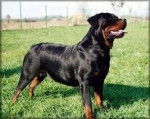 rott - Mâle (2 ans)