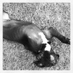 Huey - Mâle (11 mois)