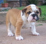 Bill - Mâle (10 mois)