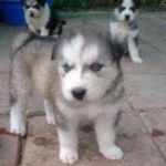 cachorros de valentino y costa - (2 mois)