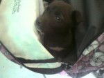 chocolatina - Femelle (5 mois)