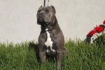 Bossy Pitbull blue - Mâle (2 ans)