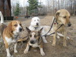 Trigger, Solstice, Missy and Lady -