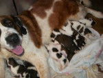 cloe and pups - (3 ans)