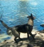 toby - Mâle (10 mois)