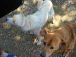 Berry (Ronnys mam golden) an Chip (lives with my granny) - Mâle (3 mois)
