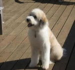 Tommy (the Aussiedoodle) - M&acirc;le (8 mois)