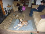 Alfie (on bed) and Lola (in backround - Mâle (1 an)