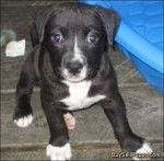 Chocolate - (5 mois)