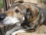 Boris half wolf half GSD RIP - Mâle (14 ans)