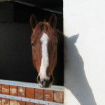 chocolat - Mâle (3 ans)