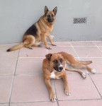 jana y dacota - Mâle (5 mois)