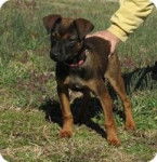 Pepper my auntie's dog. - M&acirc;le