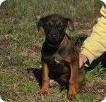 Pepper my auntie's dog. - M&acirc;le