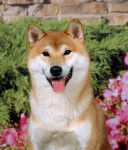 Pas de nom - Mâle (5 ans)