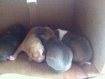 puppys - Femelle (1 mois)