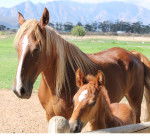 Giempies & Little one -