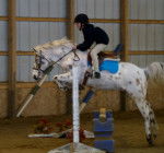 spot - Mâle (14 ans)