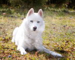 Snowball - Femelle (8 ans)