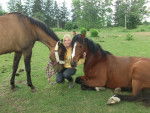 My Horses -