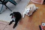 Ginger e Roger - (8 ans)