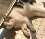 Pouchkine - Mâle (13 ans)