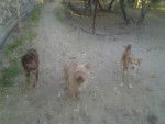 Tana, Lassie, y Iris - Femelle (3 ans)