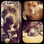 Dozer, Lola, Priest -