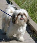 Cachou - Mâle (2 ans)