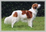 mi kooikerhondje -