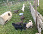 Puppies older - (1 mois)