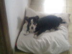 Manchi estrenando cama - Femelle (15 ans)