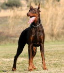 Show - Mâle (7 ans)