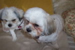 susi und trixie - Femelle (2 ans)