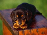 Cute Dachshund -