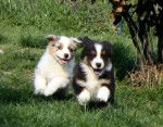 puppies - Femelle (1 mois)