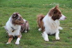 Ray(Male) and Lilly(female) - (5 ans)