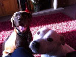 Rosie and Dexter -
