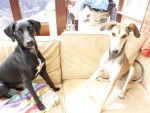 Lola ( dalmatian X greyhound) And Alfie (saluki X greyhound X whippet) - Femelle (1 an)