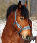 Gincko - Mâle (6 ans)