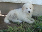 Snowly - Femelle (4 mois)