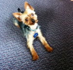 Toby - Mâle (2 ans)